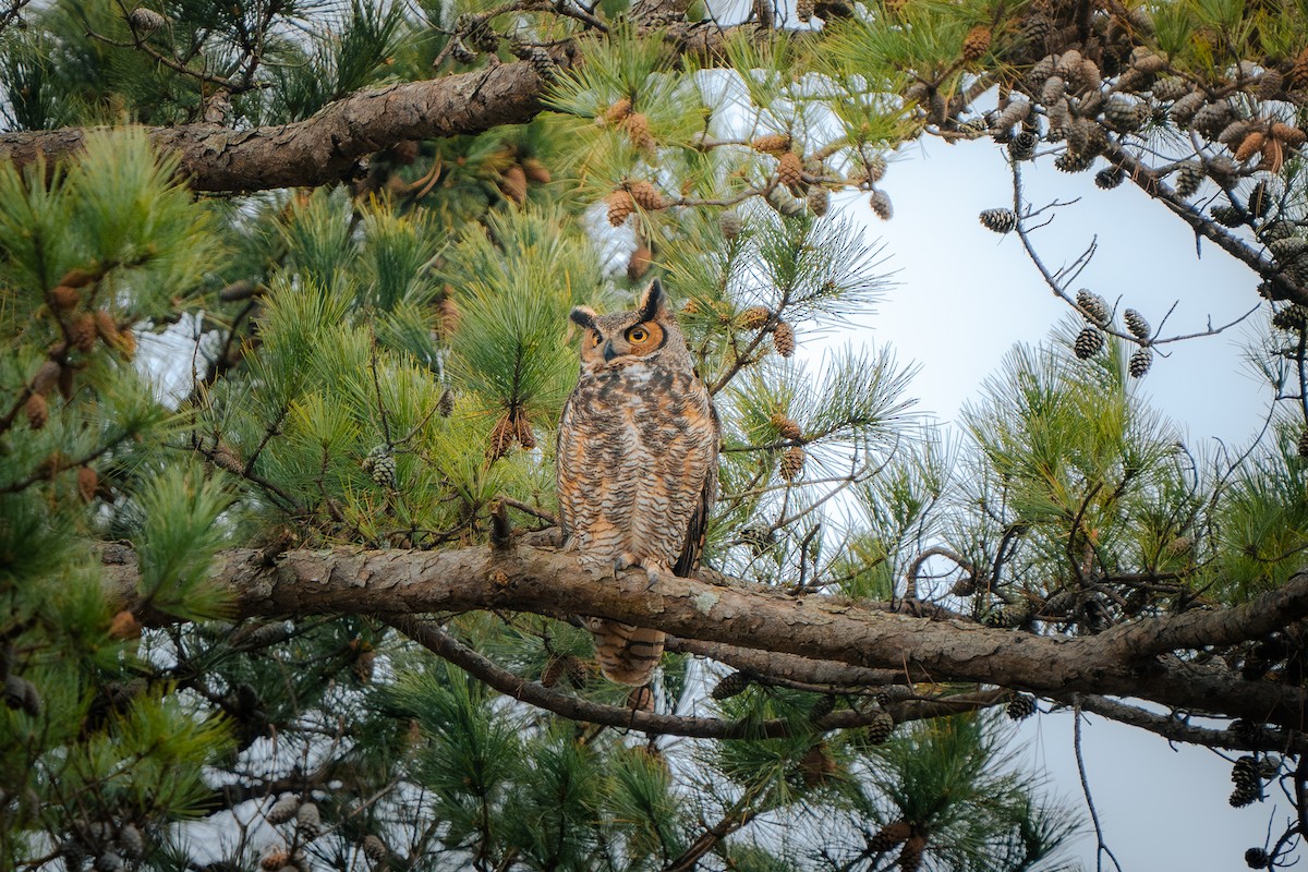 Great Horned Owl - joshua herrera