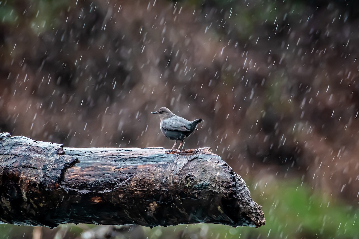 American Dipper - ML615465534