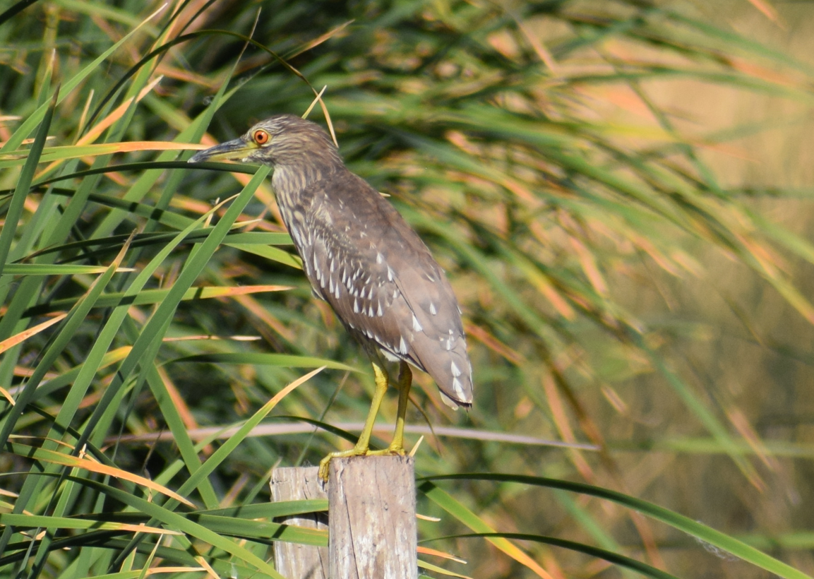 Black-crowned Night Heron - ML615465626