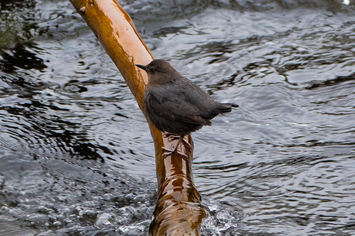 American Dipper - ML615465634