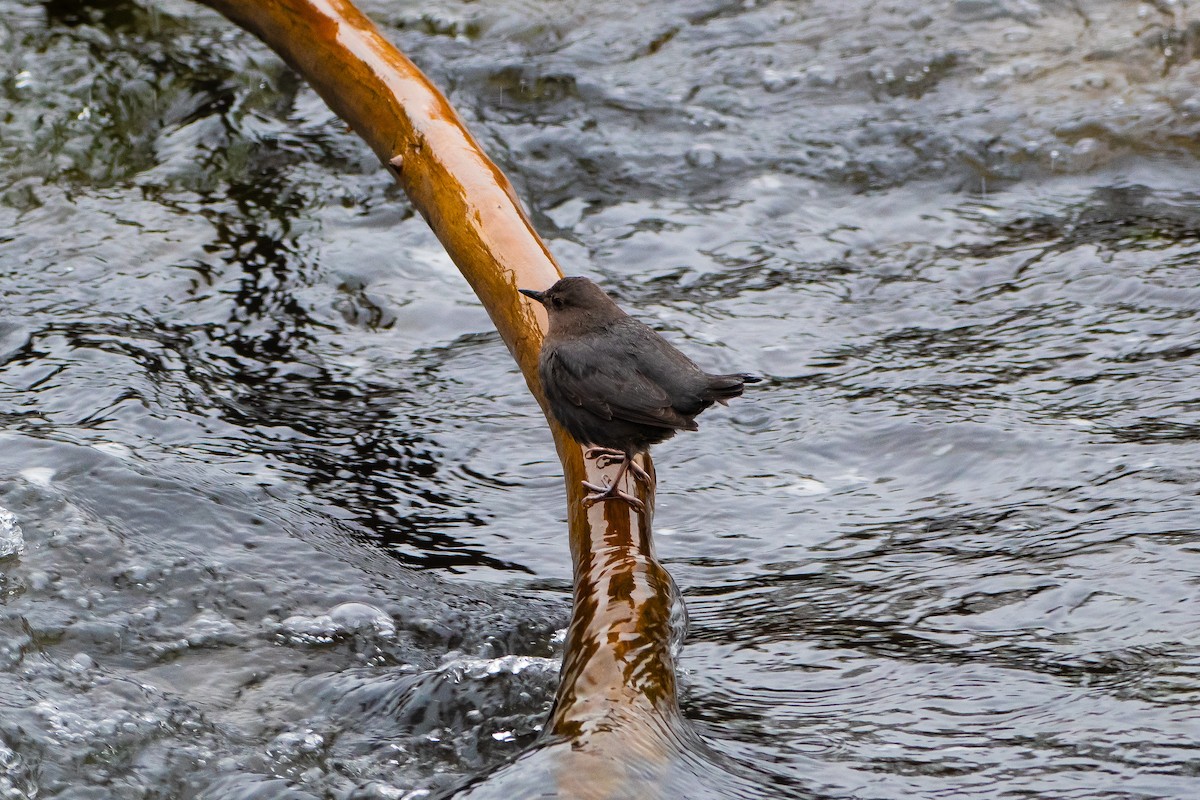 American Dipper - ML615465636