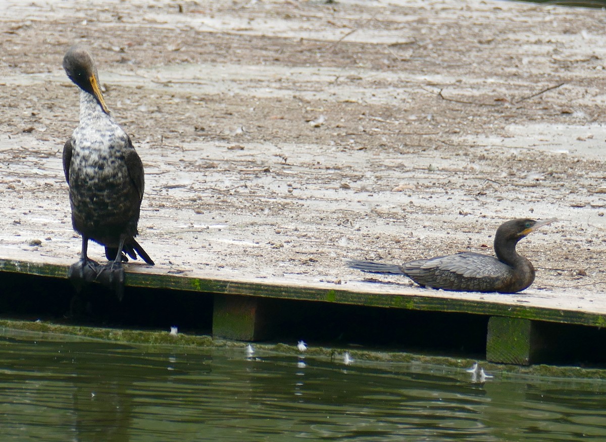 Neotropic Cormorant - Richard Erickson