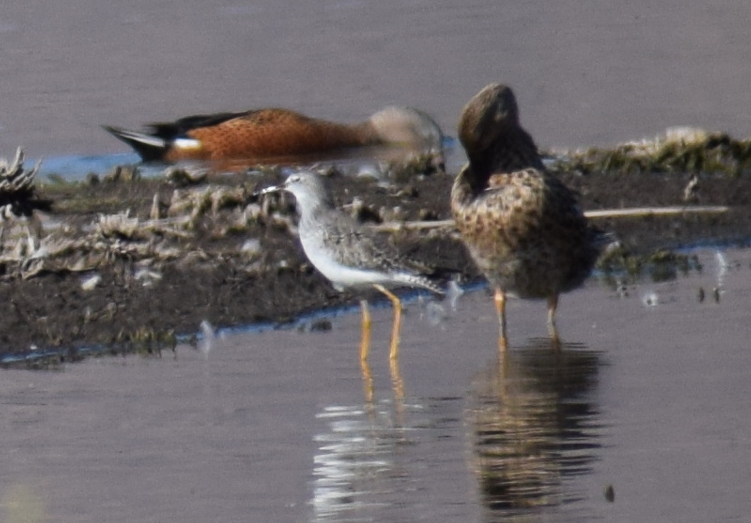 Lesser Yellowlegs - ML615465667