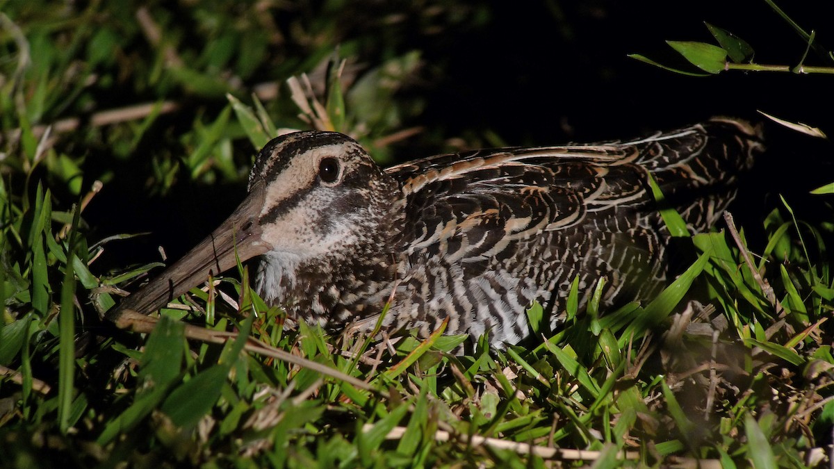 Giant Snipe - ML615465675