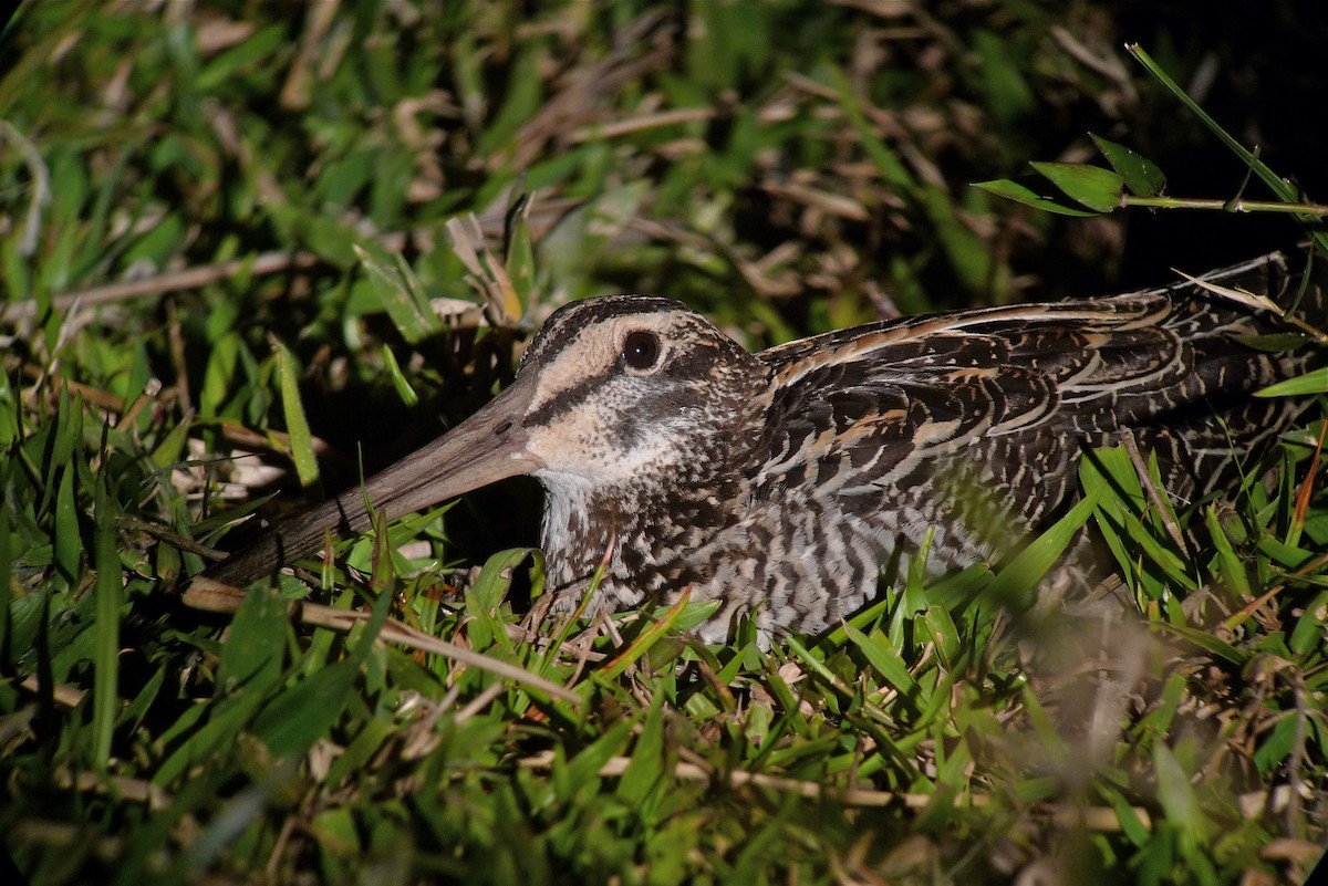 Giant Snipe - ML615465676