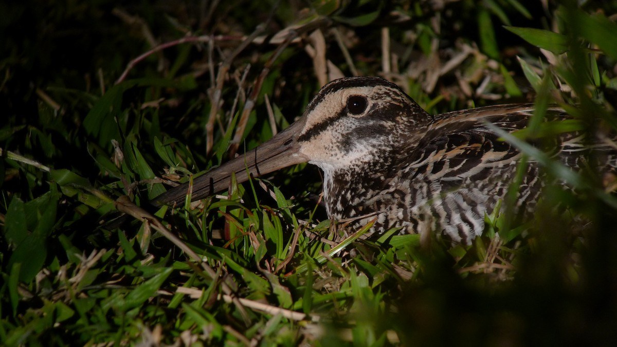 Giant Snipe - ML615465678