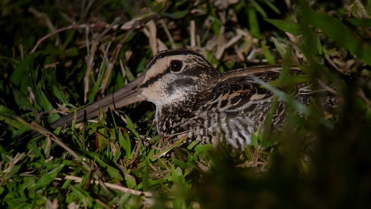 Giant Snipe - Brian Small