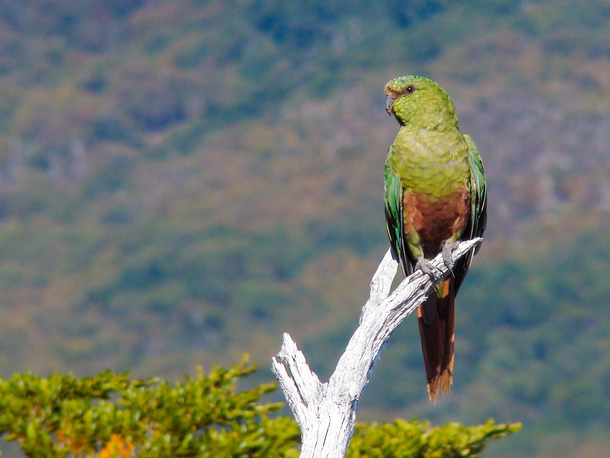 Austral Parakeet - ML615465711