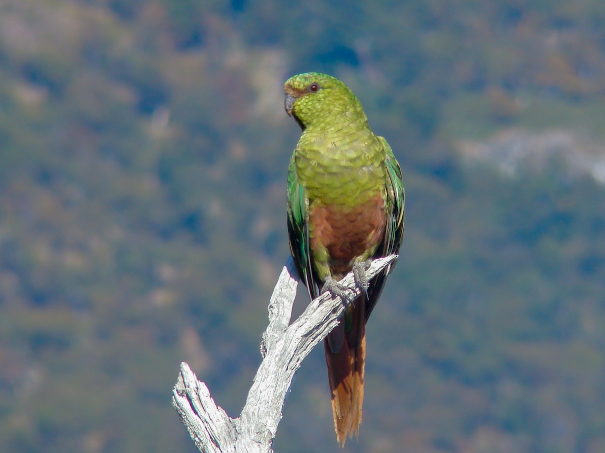 Conure magellanique - ML615465712