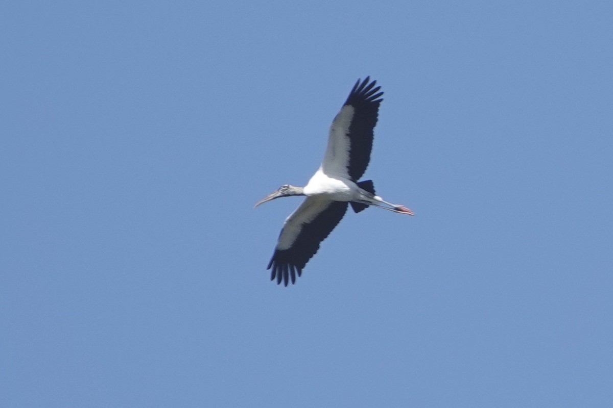 Wood Stork - ML615465736