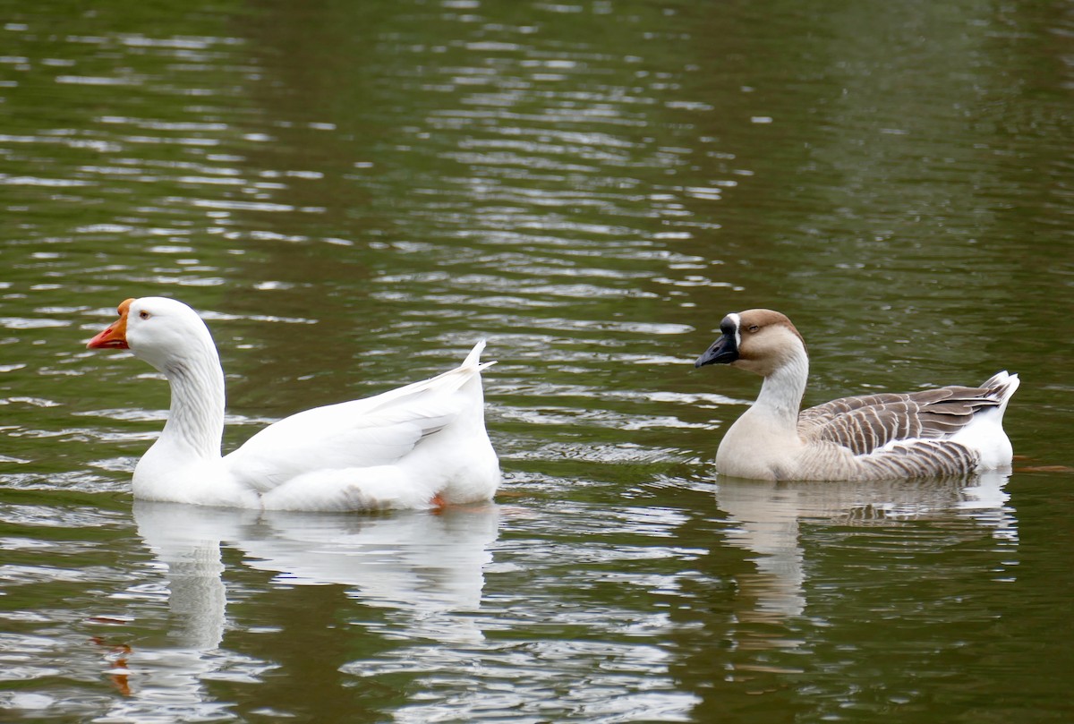 Graylag x Swan Goose (hybrid) - Richard Erickson