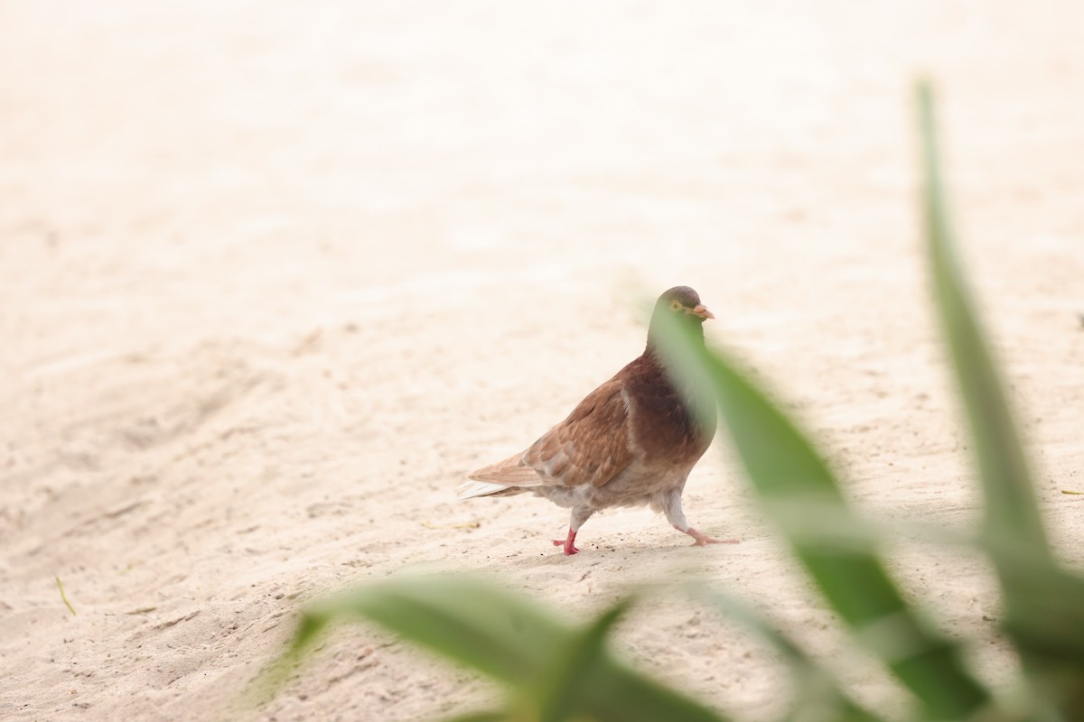 Rock Pigeon (Feral Pigeon) - ML615465806