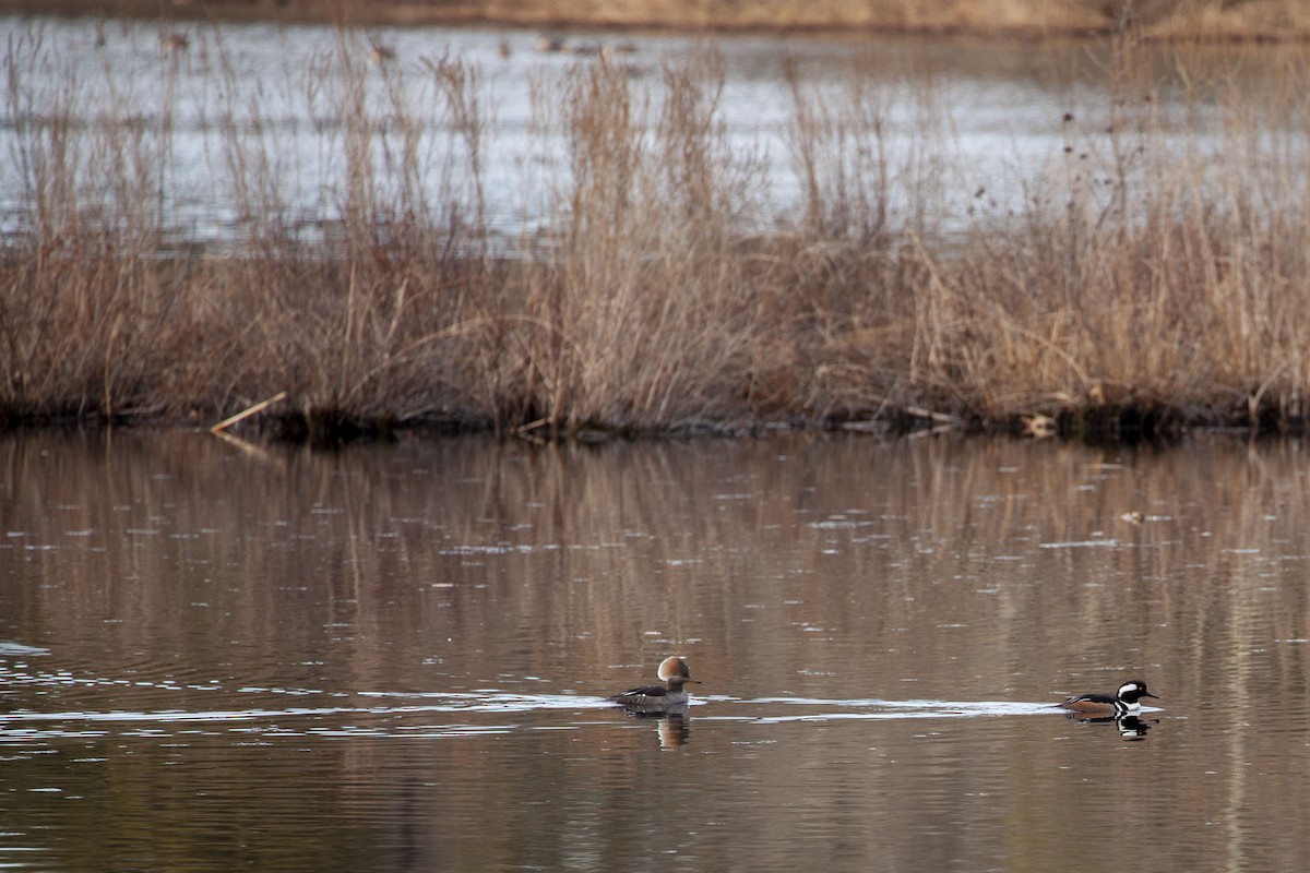 Hooded Merganser - Milk S