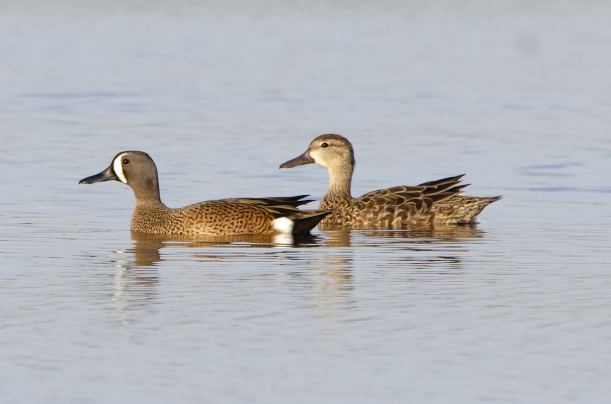 Чирянка блакитнокрила - ML615465876