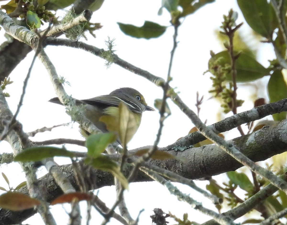 White-eyed Vireo - ML615465951