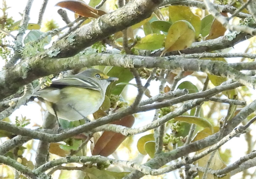 White-eyed Vireo - ML615465952