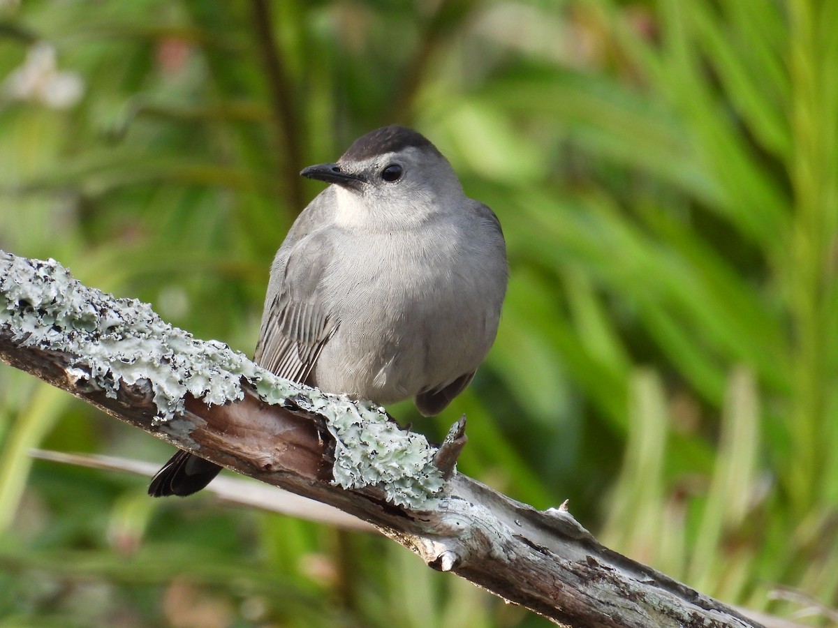 Gray Catbird - ML615465962