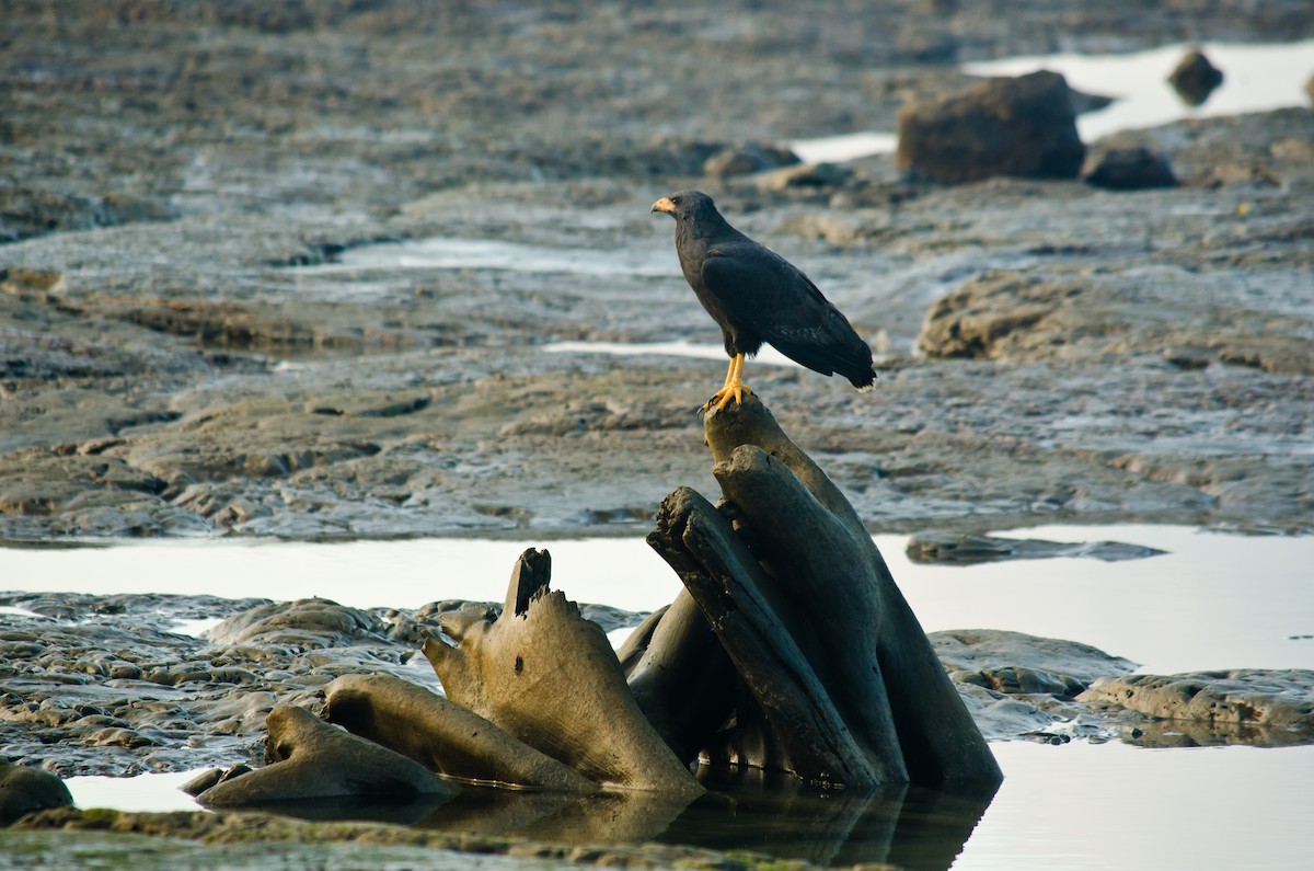 Common Black Hawk (Mangrove) - ML615465966