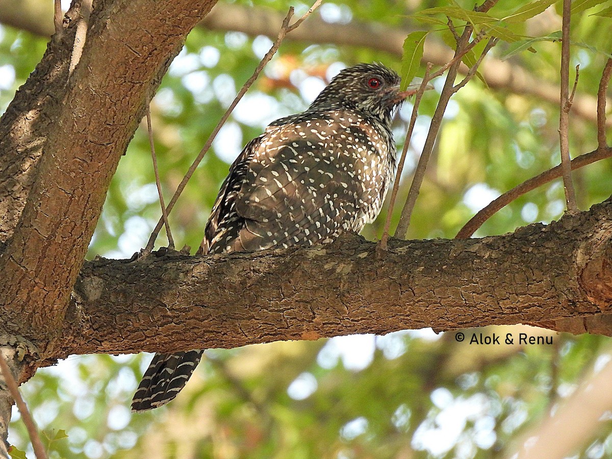 Asian Koel - ML615465968