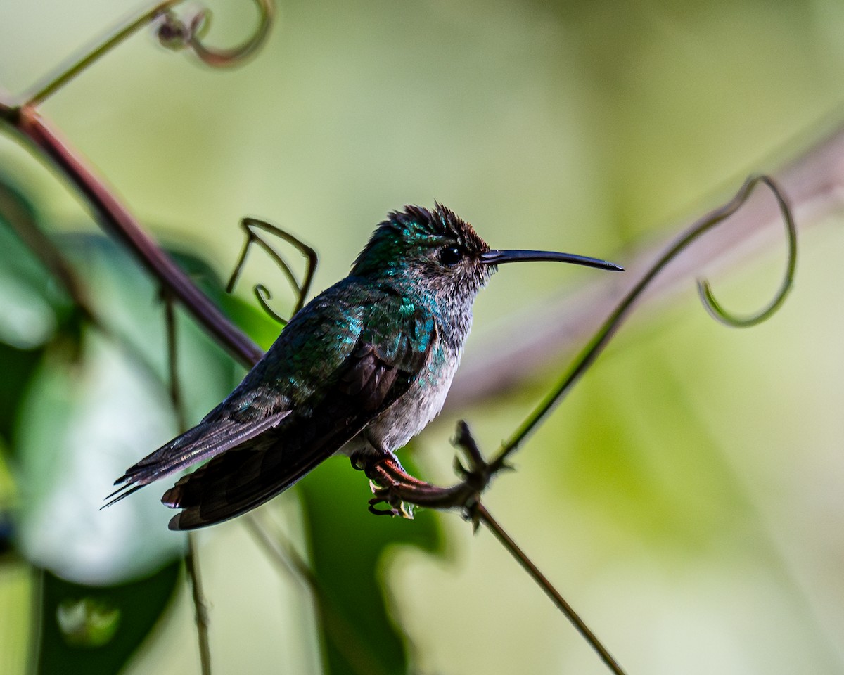 kolibřík honduraský - ML615465985