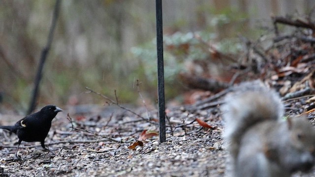 Red-winged Blackbird (Red-winged) - ML615466003