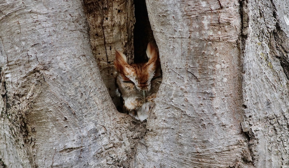 Eastern Screech-Owl - ML615466008