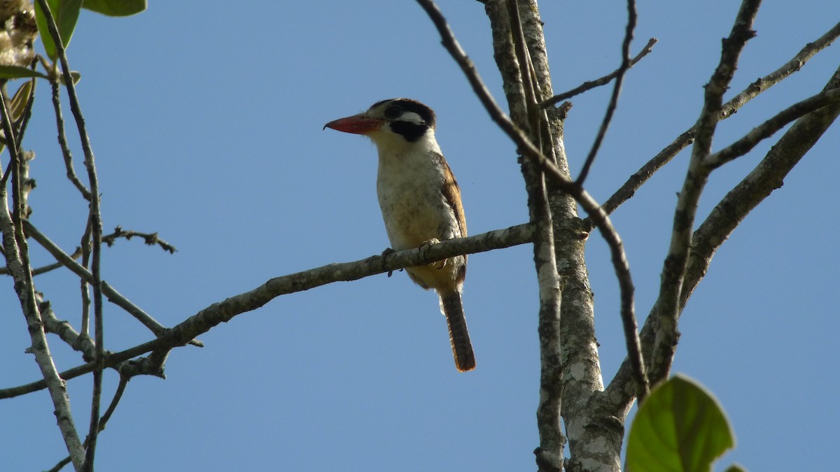 White-eared Puffbird - ML615466072