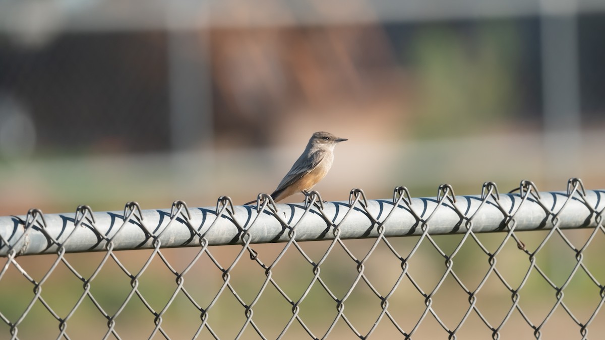 Say's Phoebe - ML615466075