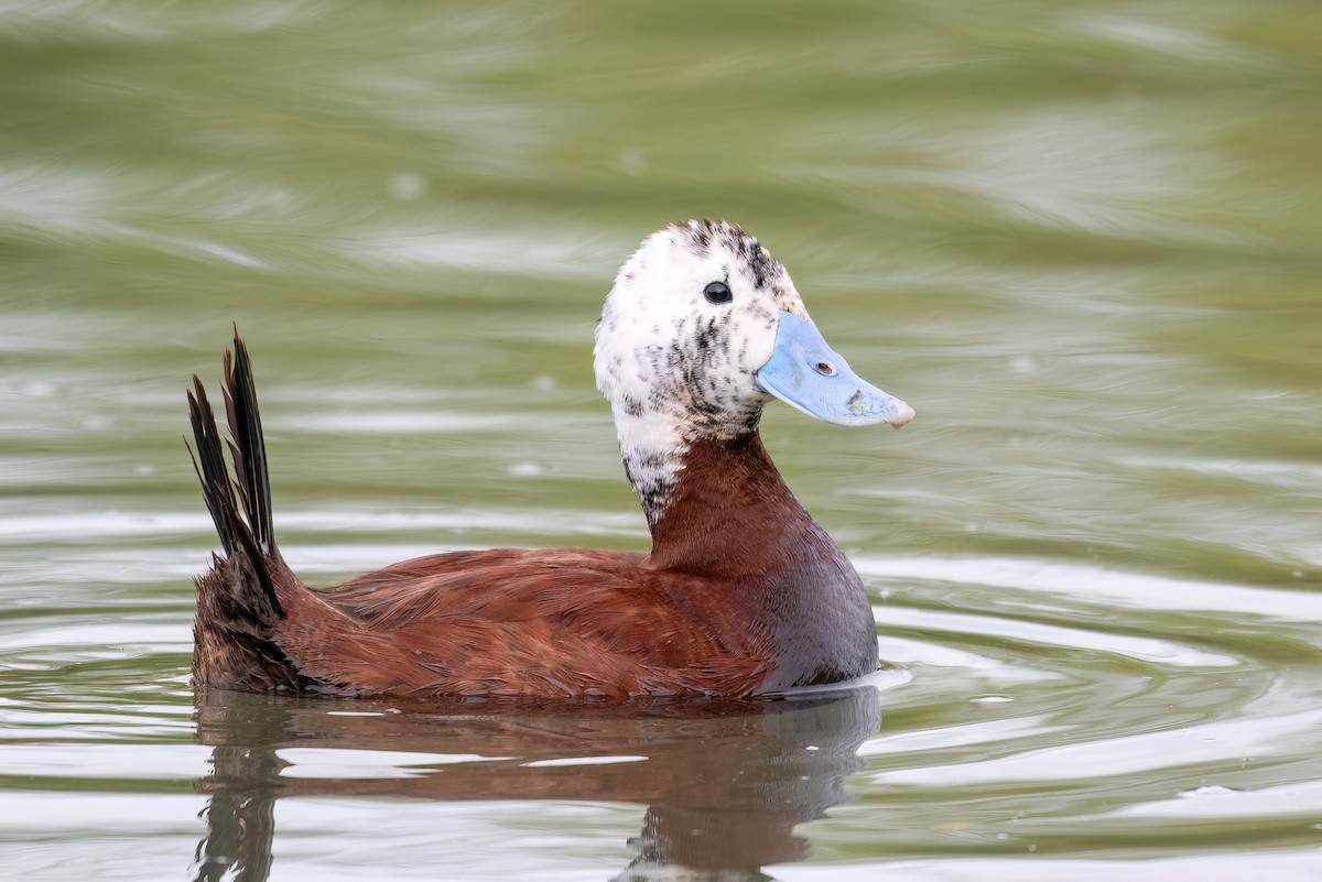 Andean Duck - ML615466105