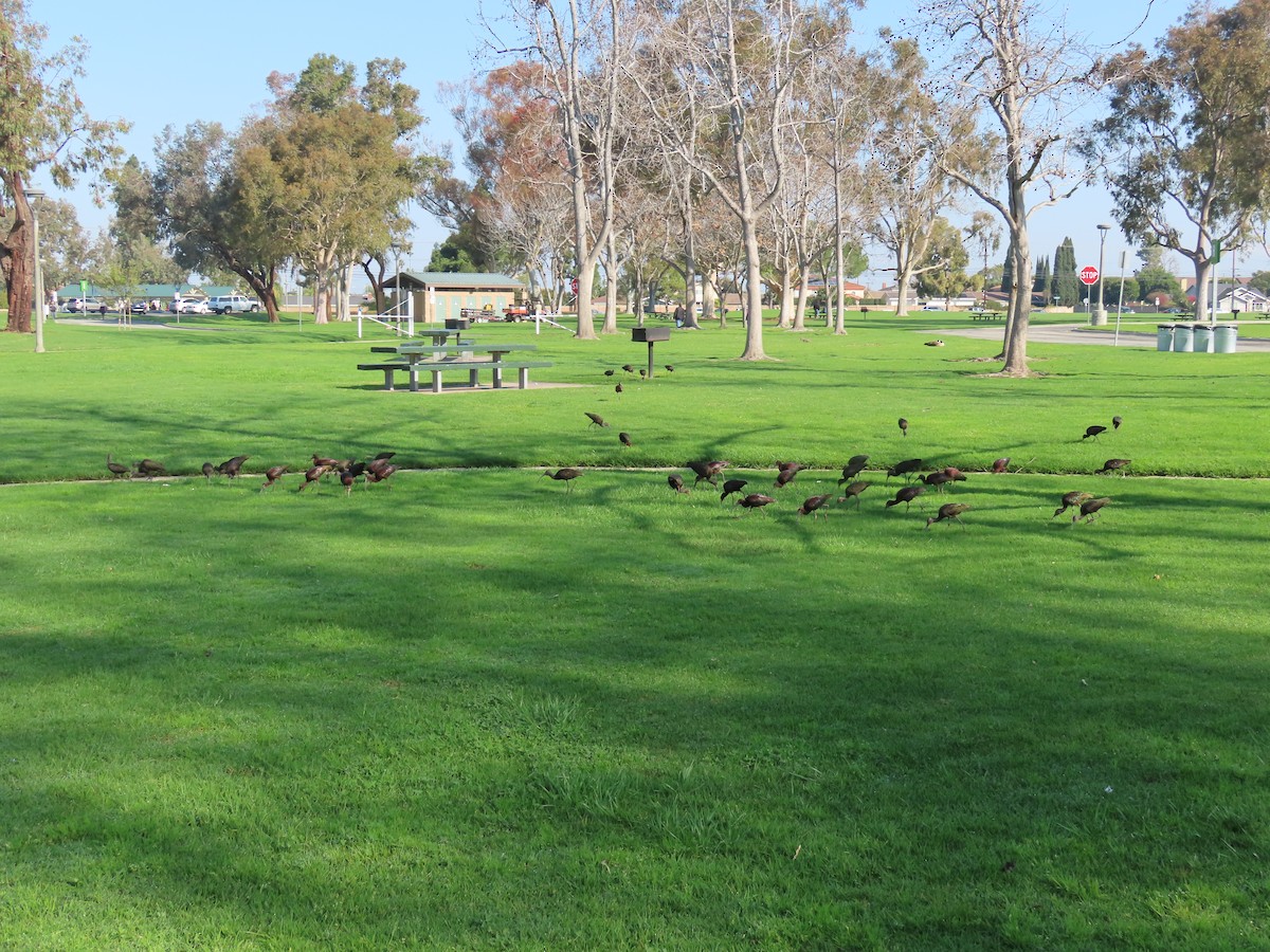 White-faced Ibis - ML615466118