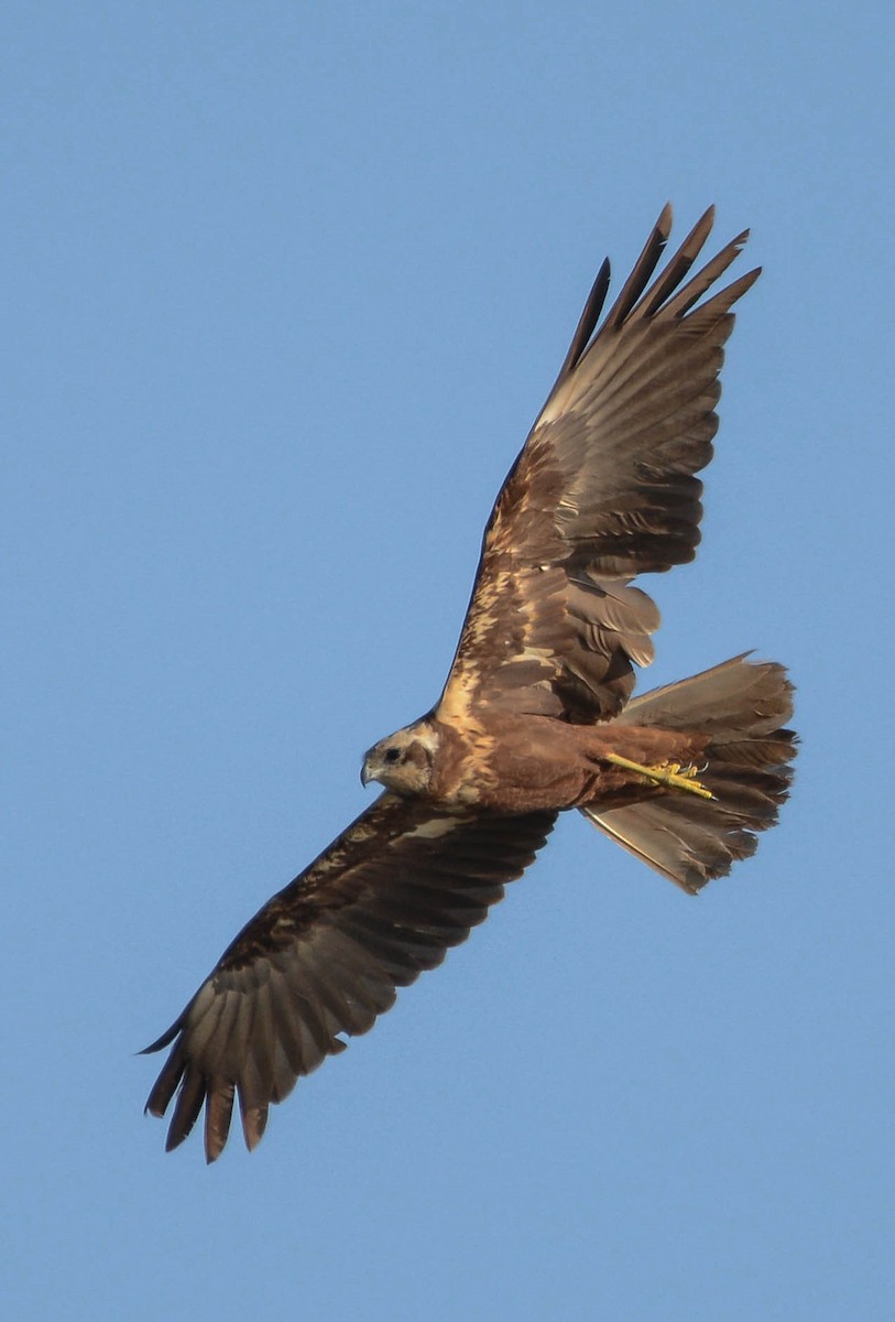 Western Marsh Harrier - ML615466189