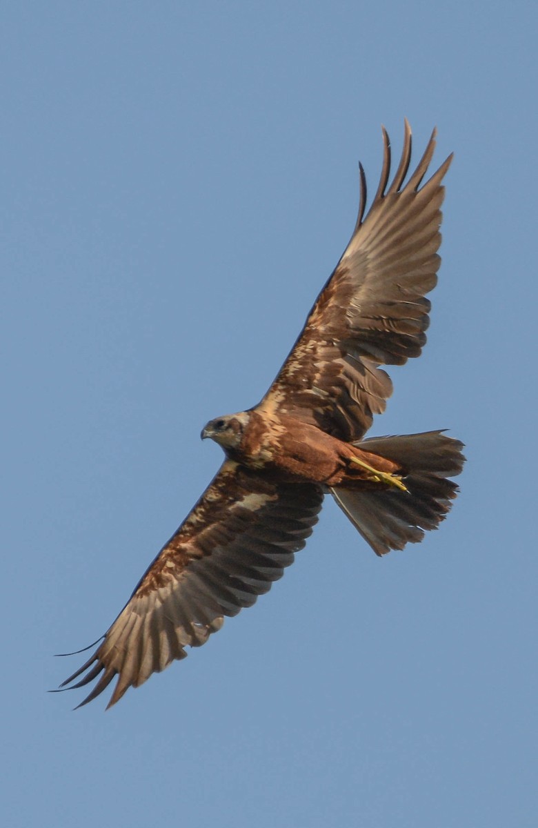 Western Marsh Harrier - Gerasimos Antonopoulos