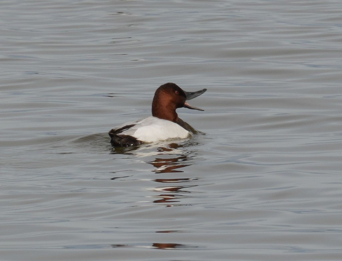 Canvasback - Romain Demarly