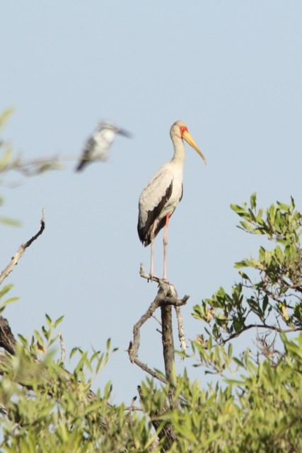 Yellow-billed Stork - David Howdon