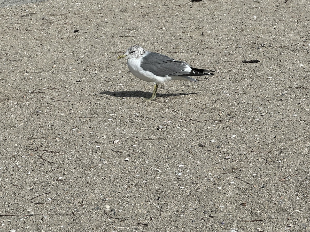 Common Gull (Kamchatka) - ML615466251