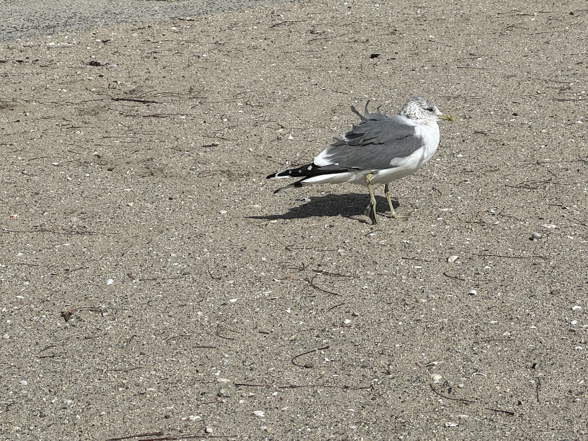 Common Gull (Kamchatka) - ML615466252