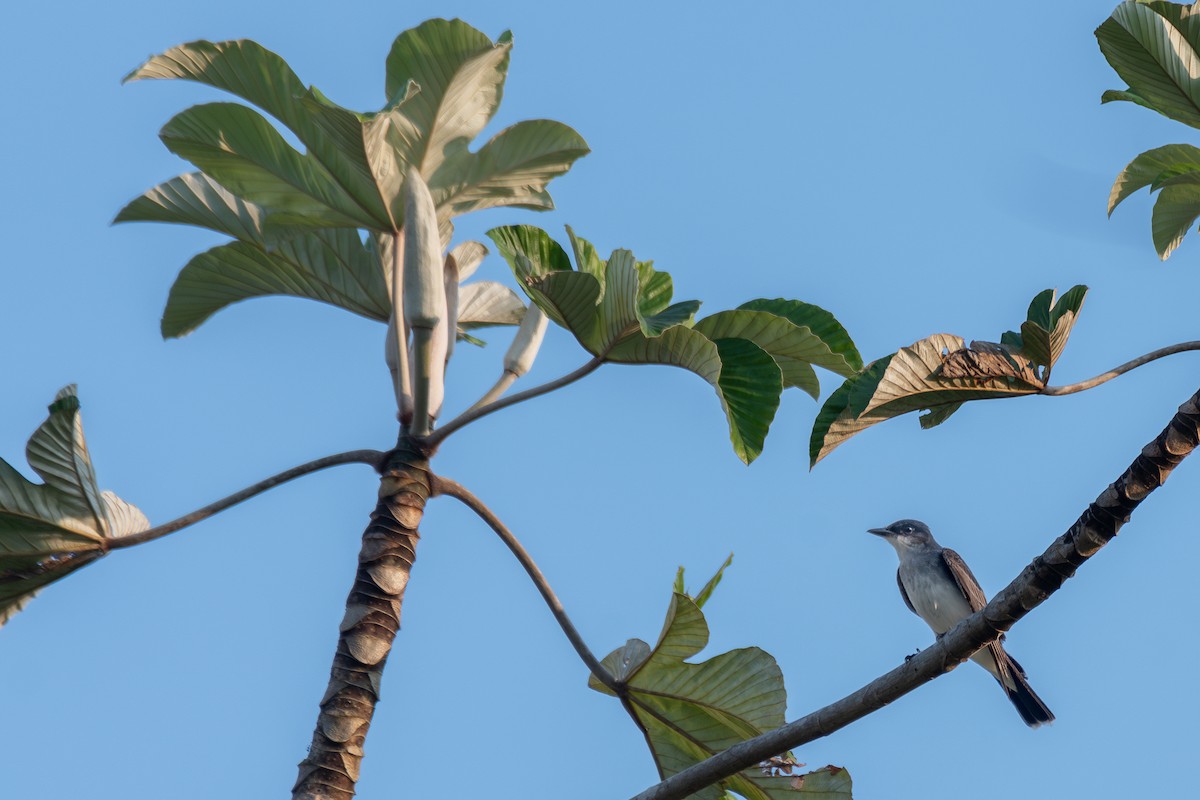 Eastern Kingbird - ML615466262