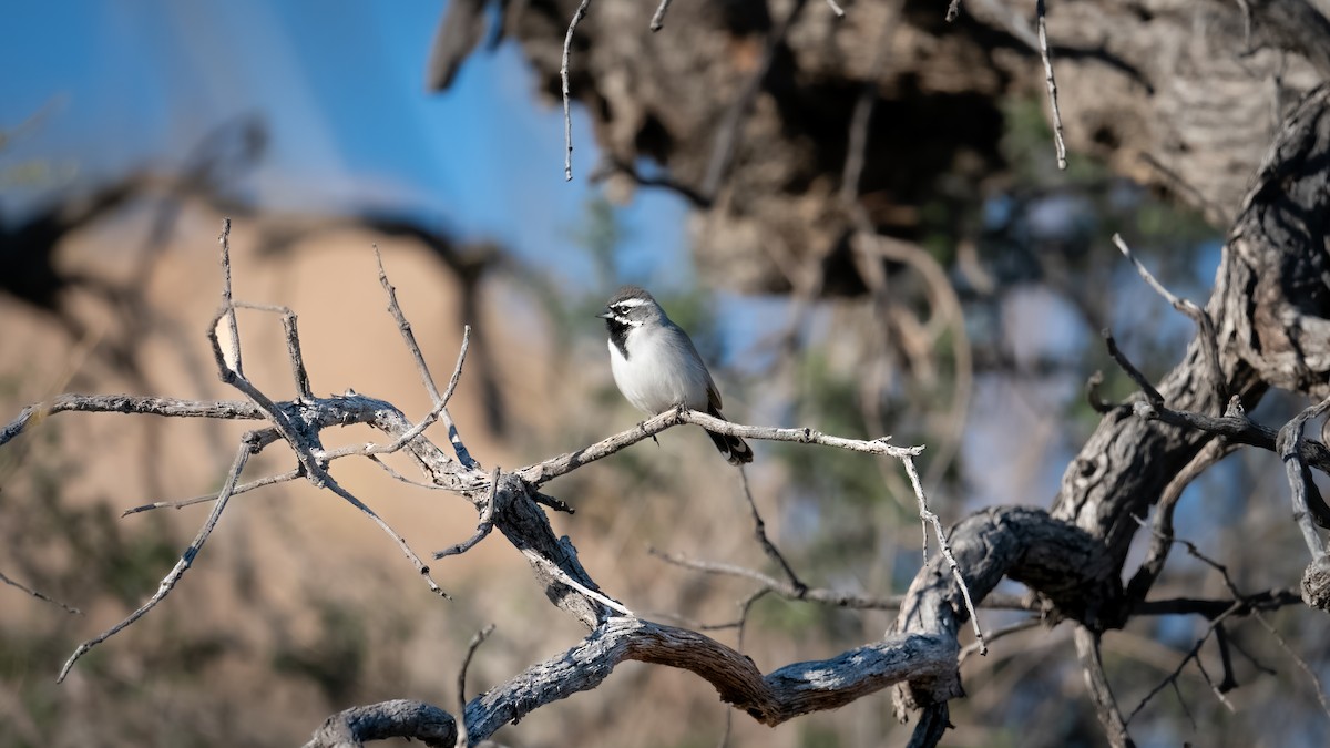 Black-throated Sparrow - Aaron Barker