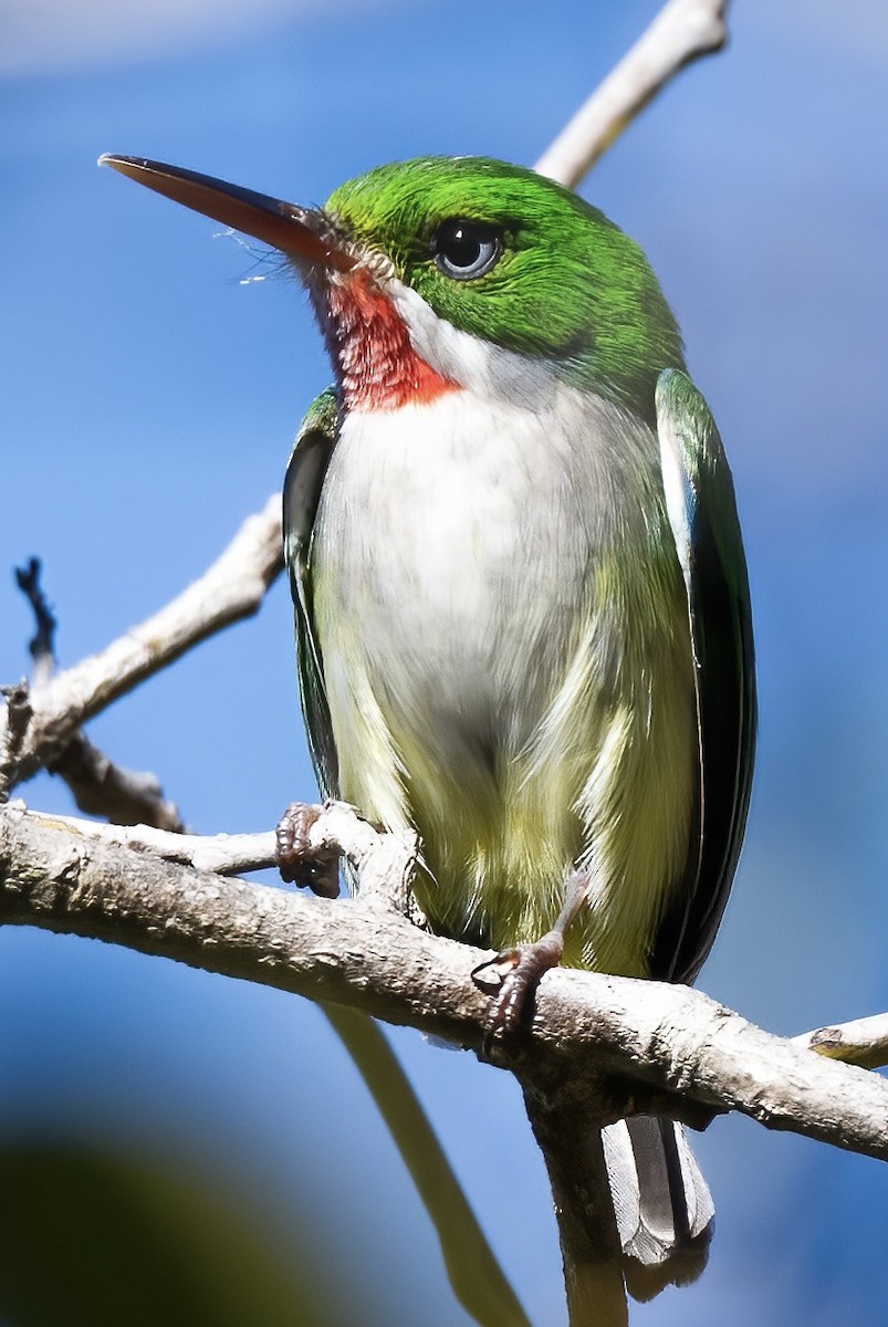 Puerto Rican Tody - ML615466345