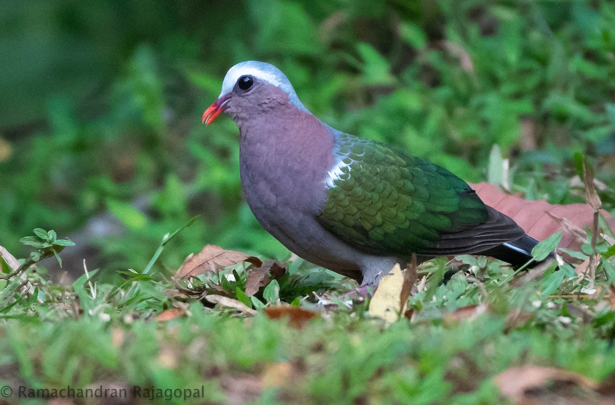 Asian Emerald Dove - ML615466403