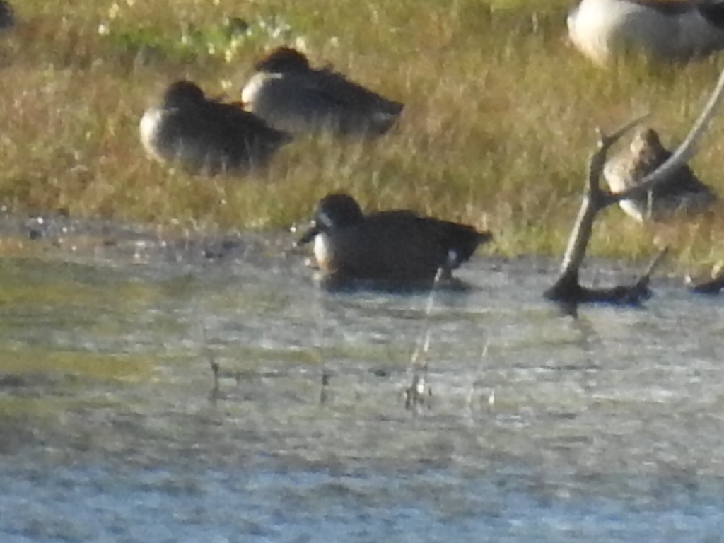 Blue-winged Teal - Francis Prieto