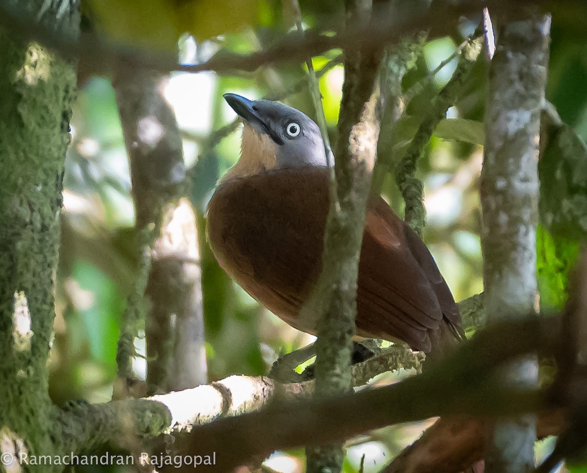 Ashy-headed Laughingthrush - Ramachandran Rajagopal