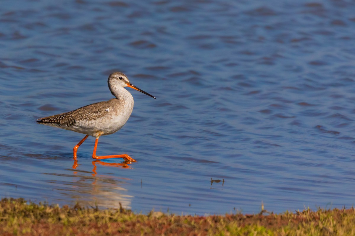 Spotted Redshank - ML615466473