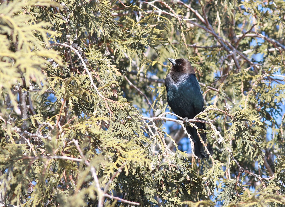 Brown-headed Cowbird - ML615466557