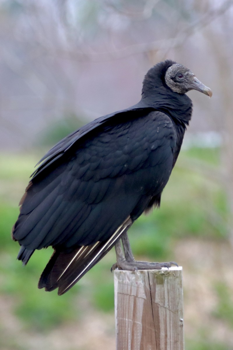 Black Vulture - Robbin Mallett