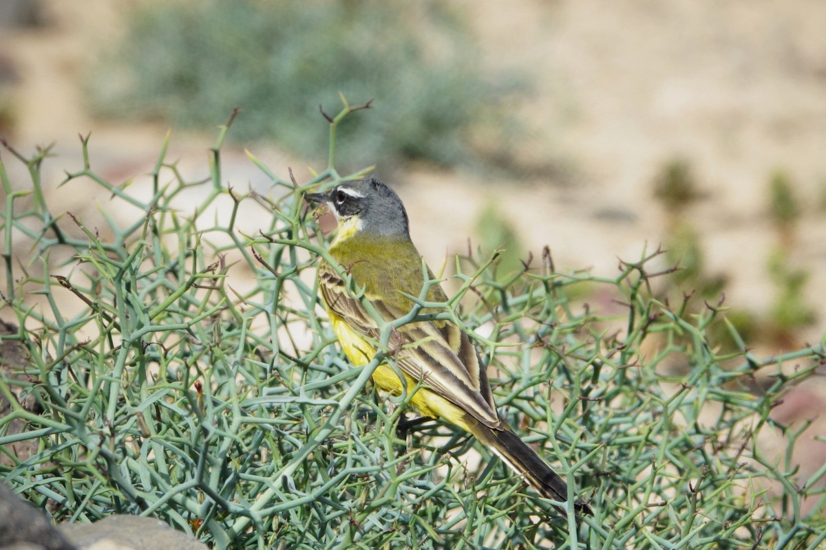 Western Yellow Wagtail - ML615466595