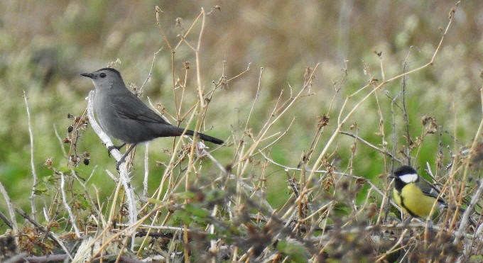 Gray Catbird - ML615466599