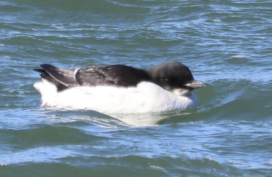 Guillemot de Brünnich - ML615466606