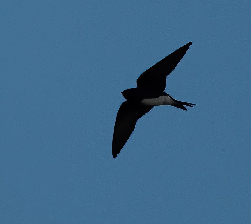 Golondrina Caribeña - ML615466624