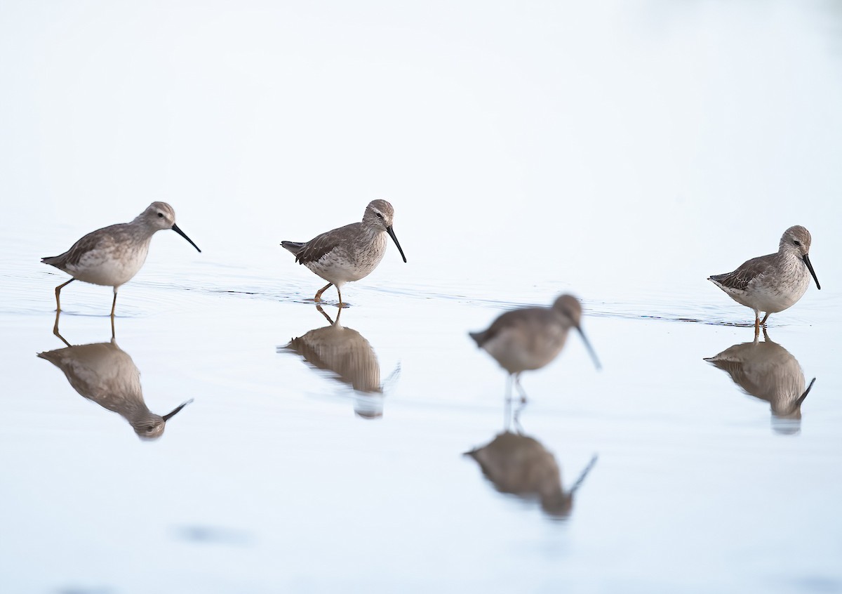 Stilt Sandpiper - ML615466648